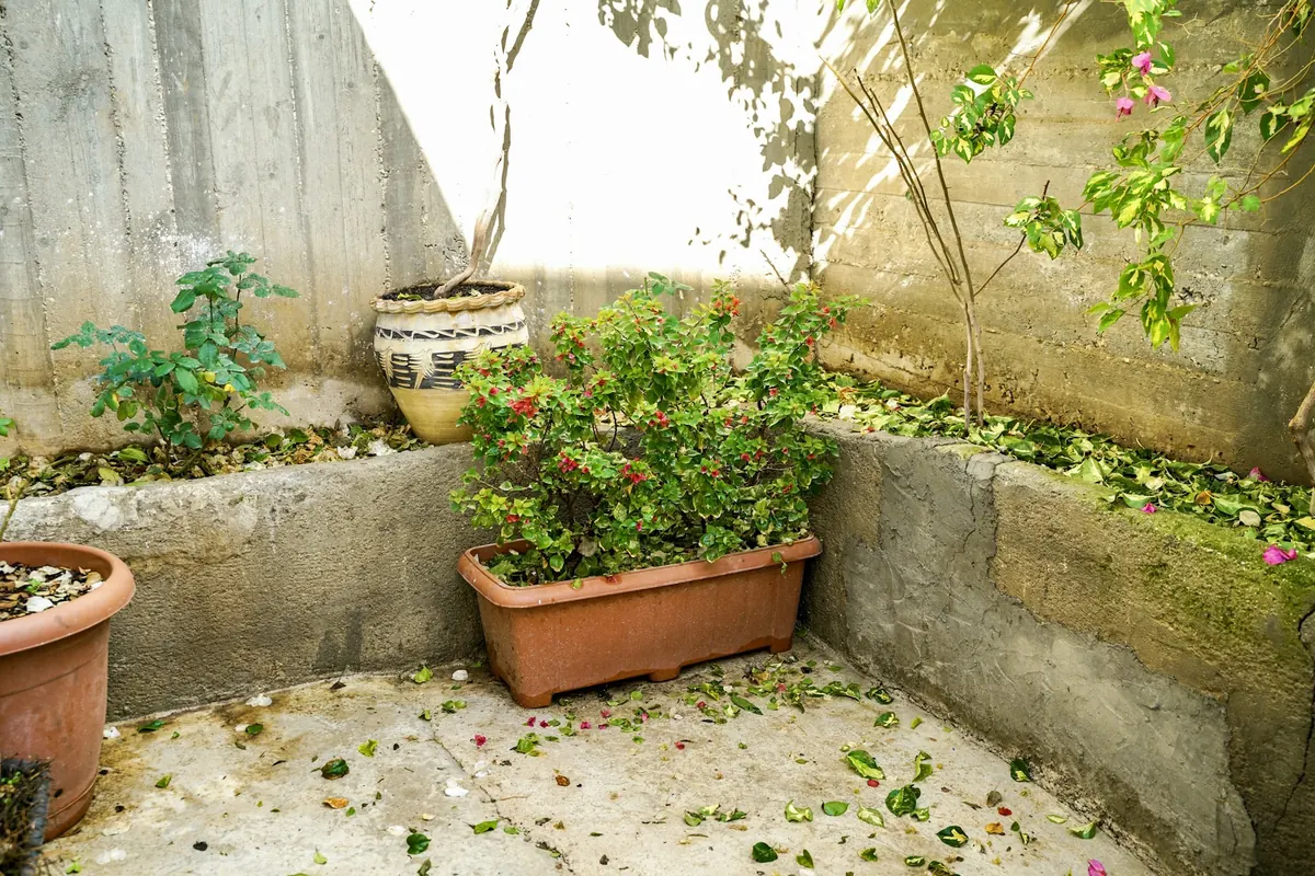 Before: a small concrete courtyard corner with raised beds, a few potted plants and scattered leaves.
